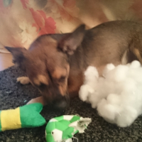 Photo #268881 de Woody