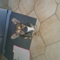 Photo #268882 de Woody