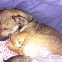 Photo #268883 de Woody