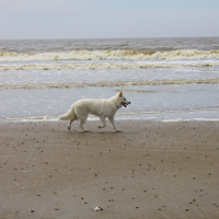 Photo #268886 de Loki