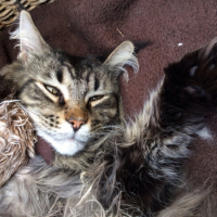 Photo #268927 de Don Corleone