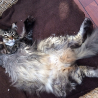 Photo #268928 de Don Corleone