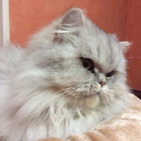 Photo #268931 de ISYS