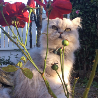 Photo #268932 de ISYS