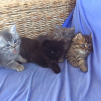Photo #268933 de ISYS