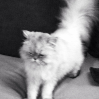 Photo #268934 de ISYS