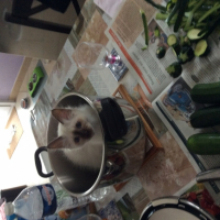Photo #268935 de Mowgli