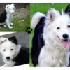 Photo de l'animal n°39335