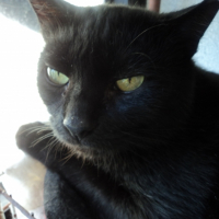 Photo de l'animal n°39220