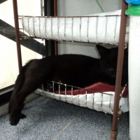 Photo #268951 de Cocas