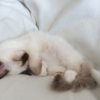 Photo #268954 de Mowgli