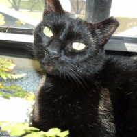 Photo #268996 de Cocas
