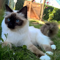 Photo de l'animal n°38992