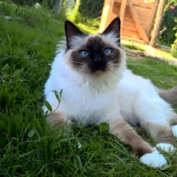 Photo de l'animal n°38992
