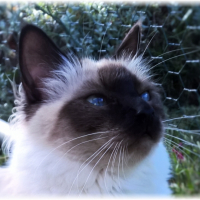 Photo de l'animal n°38992