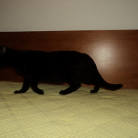 Photo #269010 de Cocas