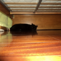 Photo #269011 de Cocas