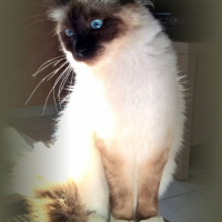Photo de l'animal n°38992