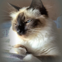 Photo de l'animal n°38992