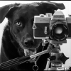 Photo de l'animal n°39362