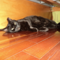 Photo #269043 de Cocas