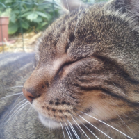 Photo #269051 de Mowgli