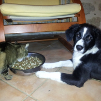 Photo #269052 de Mowgli