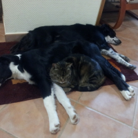 Photo #269053 de Mowgli