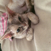Photo #269072 de SHANTI