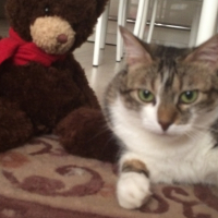 Photo #269074 de SHANTI