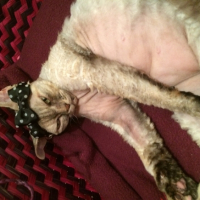 Photo #269077 de SHANTI
