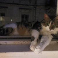 Photo #269078 de SHANTI