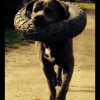 Photo de l'animal n°39391