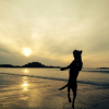 Photo de l'animal n°39391