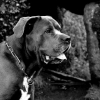 Photo de l'animal n°39391