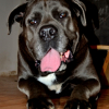 Photo de l'animal n°39391