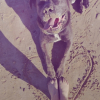 Photo de l'animal n°39391