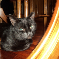 Photo #269107 de Cocas