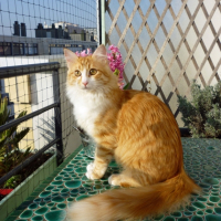 Photo #269133 de Giga