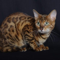 Photo #269135 de Jador 