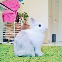Photo #269299 de Cerise