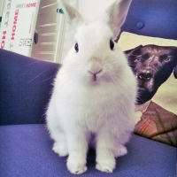 Photo #269300 de Cerise