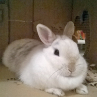 Photo #269303 de Cerise