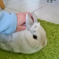 Photo #269304 de Cerise