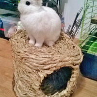 Photo #269305 de Cerise