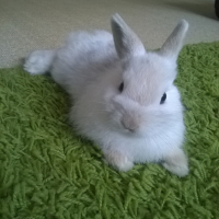 Photo #269306 de Cerise