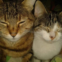Photo #269313 de Chipie