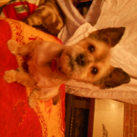 Photo #269381 de Youki