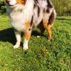 Photo de l'animal n°39479