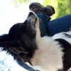 Photo de l'animal n°39484